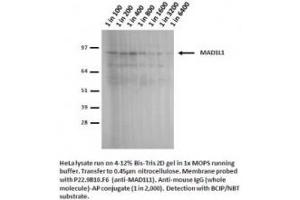 Image no. 1 for anti-MAD1 Mitotic Arrest Deficient-Like 1 (MAD1L1) antibody (ABIN341033) (MAD1L1 anticorps)