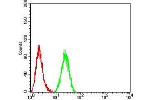 Flow cytometric analysis of HeLa cells using HDAC4 mouse mAb (green) and negative control (red).