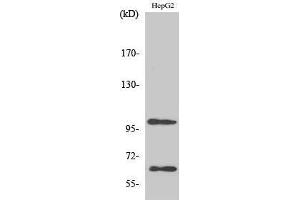 Western Blotting (WB) image for anti-Signal-Regulatory Protein alpha (SIRPA) (C-Term) antibody (ABIN3186961) (SIRPA anticorps  (C-Term))