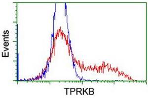 Image no. 14 for anti-TP53RK Binding Protein (TPRKB) antibody (ABIN1501484)