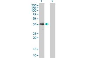 Western Blot analysis of TOB2 expression in transfected 293T cell line by TOB2 monoclonal antibody (M01), clone 2F2-1A7. (TOB2 anticorps  (AA 1-344))
