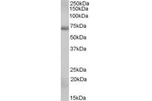 Image no. 2 for anti-RAD9 Homolog A (S. Pombe) (RAD9A) (C-Term) antibody (ABIN374855) (RAD9A anticorps  (C-Term))