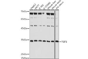 Western blot analysis of extracts of various cell lines, using TGIF1 antibody (ABIN7270795) at 1:1000 dilution. (TGIF1 anticorps  (AA 123-272))
