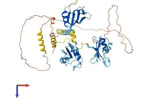 AlphaFold protein structure predicition of Mouse Recombinant Celf1 Protein, UniprotID P28659