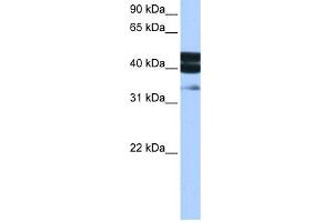 WB Suggested Anti-SMAD1 Antibody Titration:  0. (SMAD1 anticorps  (Middle Region))