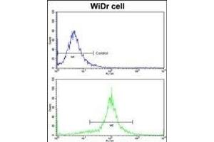 Flow cytometric analysis of widr cells using ACADM Antibody (Center)(bottom histogram) compared to a negative control cell (top histogram)FITC-conjugated goat-anti-rabbit secondary antibodies were used for the analysis. (Medium-Chain Specific Acyl-CoA Dehydrogenase, Mitochondrial (AA 189-217) anticorps)