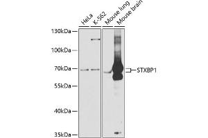 Western blot analysis of extracts of various cell lines, using STXBP1 antibody (ABIN6128255, ABIN6148673, ABIN6148674 and ABIN6221073) at 1:1000 dilution.