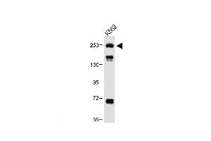Anti-ATG2A Antibody (Center) at 1:1000 dilution + K562 whole cell lysate Lysates/proteins at 20 μg per lane. (ATG2A anticorps  (AA 702-731))