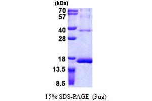 SDS-PAGE (SDS) image for Ribosomal Protein S12 (RPS12) (AA 1-132) protein (His tag) (ABIN5852999)