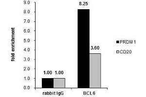 ChIP Image Cross-linked ChIP was performed with Raji chromatin extract and 5 μg of either control rabbit IgG or anti-BCL6 antibody.