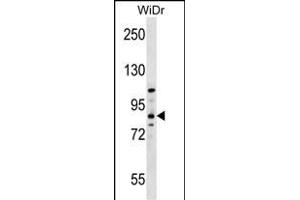 HOOK1 Antibody (Center) (ABIN657054 and ABIN2846221) western blot analysis in WiDr cell line lysates (35 μg/lane). (HOOK1 anticorps  (AA 402-431))