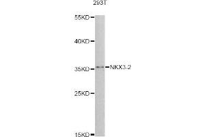 Western blot analysis of extracts of 293T cells, using NKX3-2 antibody (ABIN5995892) at 1:3000 dilution. (NKX3-2 anticorps)