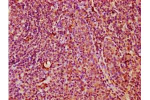 IHC image of ABIN7161649 diluted at 1:400 and staining in paraffin-embedded human tonsil tissue performed on a Leica BondTM system.