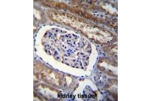 ARL8 Antibody (C-term) immunohistochemistry analysis in formalin fixed and paraffin embedded human kidney tissue followed by peroxidase conjugation of the secondary antibody and DAB staining. (ARL5B anticorps  (C-Term))