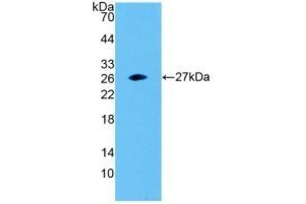 SNAP23 anticorps  (AA 1-211)
