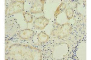 Immunohistochemistry of paraffin-embedded human kidney tissue using ABIN7166719 at dilution of 1:100
