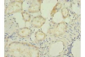 Immunohistochemistry of paraffin-embedded human kidney tissue using ABIN7166719 at dilution of 1:100 (RBBP9 anticorps  (AA 1-186))