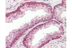 Anti-FBXO21 antibody IHC staining of human prostate.