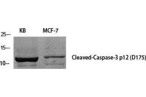 Western Blot (WB) analysis of specific cells using Cleaved-Caspase-3 p12 (D175) Polyclonal Antibody. (Caspase 3 p12 (Asp175), (cleaved) anticorps)