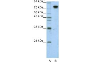 Western Blotting (WB) image for anti-Splicing Factor Proline/glutamine-Ric (SFPQ) antibody (ABIN2462181) (SFPQ anticorps)