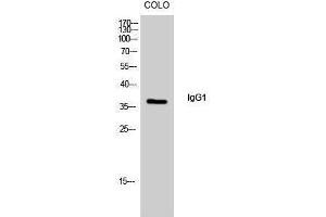 Western Blotting (WB) image for Rabbit anti-Human IgG1 (Internal Region) antibody (ABIN3185142) (Lapin anti-Humain IgG1 (Internal Region) Anticorps)