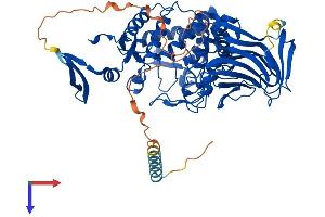 AlphaFold protein structure predicition of Human Recombinant GLCE Protein, UniprotID O94923