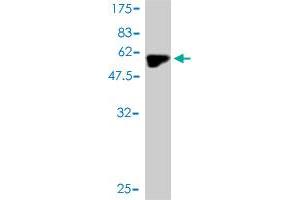 Western Blot detection against Immunogen (50.