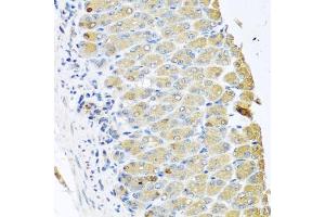 Immunohistochemistry of paraffin-embedded mouse stomach using OGFR antibody (ABIN5974255) at dilution of 1/100 (40x lens). (OGFR anticorps)