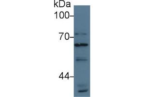 Western Blot; Sample: Human Hela cell lysate; Primary Ab: 3µg/ml Rabbit Anti-Human ATG16L1 Antibody Second Ab: 0. (ATG16L1 anticorps  (AA 1-284))
