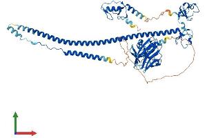 AlphaFold protein structure predicition of Mouse Recombinant Trim25 Protein, UniprotID Q61510