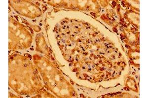 Immunohistochemistry of paraffin-embedded human kidney tissue using ABIN7147612 at dilution of 1:100