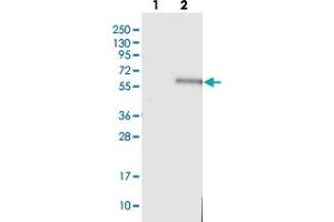 Western blot analysis of Lane 1: Negative control (vector only transfected HEK293T lysate), Lane 2: Over-expression Lysate (Co-expressed with a C-terminal myc-DDK tag (~3. (TSTD2 anticorps)