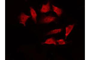 ABIN6267222 staining HeLa by IF/ICC.