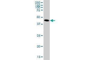ATP6V1C2 MaxPab polyclonal antibody.