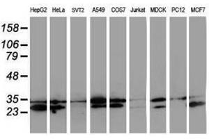 Image no. 4 for anti-Haloacid Dehalogenase-Like Hydrolase Domain Containing 1 (HDHD1) antibody (ABIN1498623) (HDHD1 anticorps)