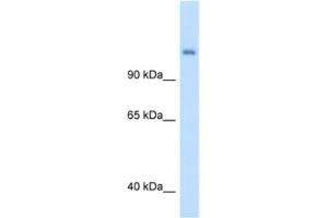 Western Blotting (WB) image for anti-Carbamoyl-Phosphate Synthase 1, Mitochondrial (CPS1) antibody (ABIN2462881) (CPS1 anticorps)