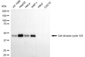 Western blotting analysis using cell division cycle 123 antibody (ABIN7798000). (CDC123 anticorps)