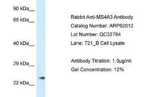 Western Blotting (WB) image for anti-Membrane-Spanning 4-Domains, Subfamily A, Member 3 (MS4A3) (N-Term) antibody (ABIN2788988)
