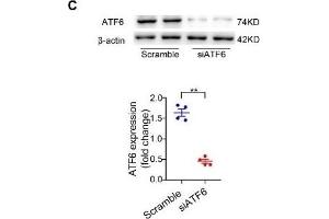 Western Blotting (WB) image for anti-Actin, beta (ACTB) antibody (ABIN3020544)