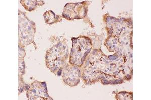 IHC-P: ANG2 antibody testing of human placenta tissue (ANG2 anticorps  (AA 19-348))
