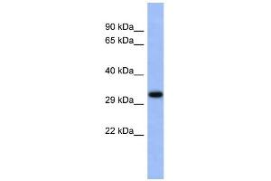WB Suggested Anti-USF1 Antibody Titration:  0. (USF1 anticorps  (Middle Region))