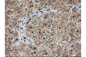 Image no. 1 for anti-Aminoacylase 1 (ACY1) antibody (ABIN1496454) (Aminoacylase 1 anticorps)