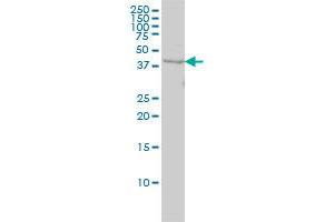 WDR77 monoclonal antibody (M01), clone 3F10 Western Blot analysis of WDR77 expression in HeLa . (WDR77 anticorps  (AA 1-342))