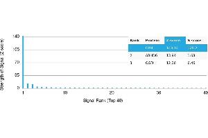 Protein Array (PAr) image for anti-Corticotropin Releasing Hormone (CRH) antibody (ABIN7456343) (CRH anticorps)
