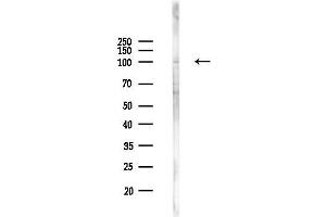 anti-Transportin 1 (TNPO1) (C-Term) antibody