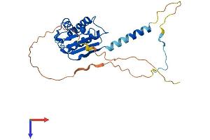AlphaFold protein structure predicition of Mouse Recombinant Btg4 Protein, UniprotID O70552