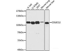 Western blot analysis of extracts of various cell lines using COLEC12 Polyclonal Antibody at dilution of 1:2000.