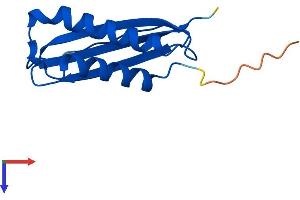AlphaFold protein structure predicition of Human Recombinant DYNLT3 Protein, UniprotID P51808
