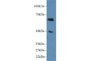 Detection of CD15 in Human Jurkat cell lysate using Polyclonal Antibody to Cluster Of Differentiation 15 (CD15)