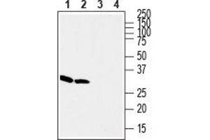 Western blot analysis of rat (lanes 1 and 3) and mouse (lanes 2 and 4) brain lysates: - 1,2.
